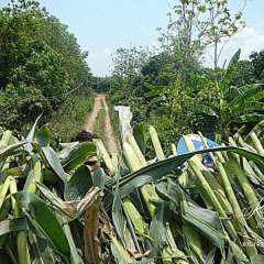 Elephant Nature Park - view from corn truck