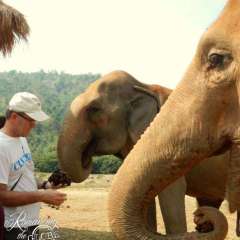 Elephant Nature Park - feeding a healthy mix