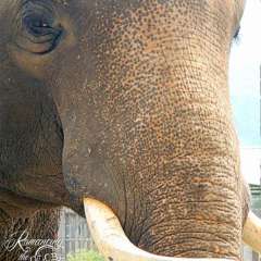 Elephant Nature Park - Bull, Jungle Boy