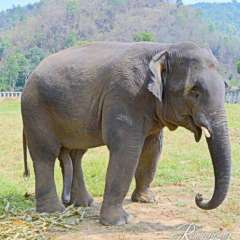 Elephant Nature Park - Happy young bull named Hope