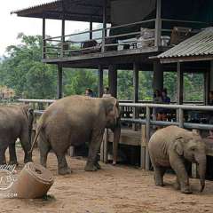 Elephant Nature Park - snack time