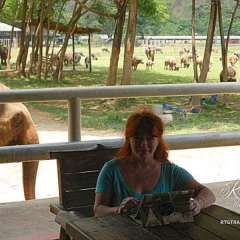Elephant Nature Park - trying to work, when an elephant walks into my office
