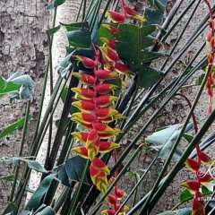 Elephant Nature Park - flora