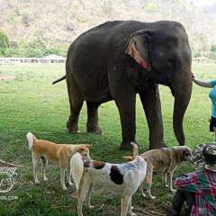 Elephant Nature Park - Sheila