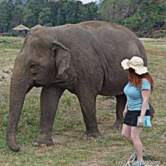 Elephant Nature Park - Sheila