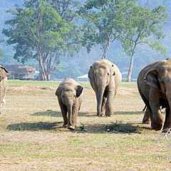 Elephant Nature Park - slow stampede