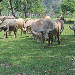 Elephant Nature Park - water buffalo