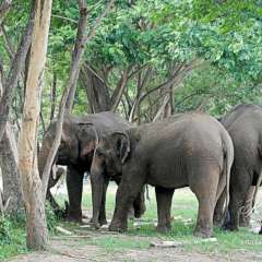 Elephant Nature Park - cluster