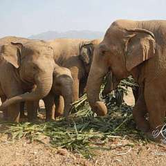 Elephant Nature Park - family visit