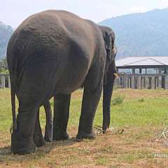 Elephant Nature Park - Five legged bull named Hope