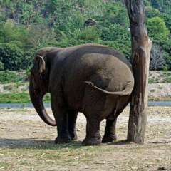 Elephant Nature Park - scratching post