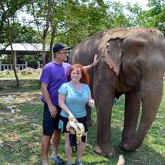 Elephant Nature Park - elephant intro