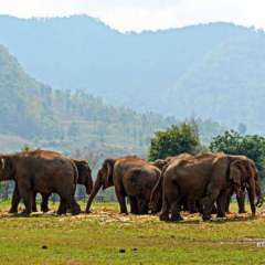 Elephant Nature Park - herd