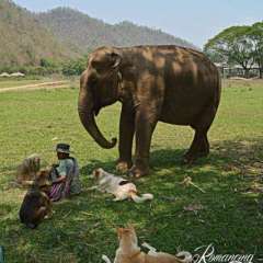 Elephant Nature Park - mahout and dogs
