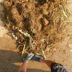 Elephant Nature Park - poo heart