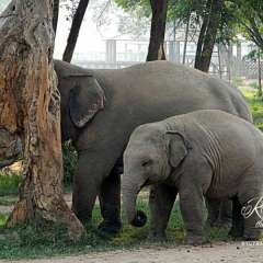 Elephant Nature Park - baby Navaan
