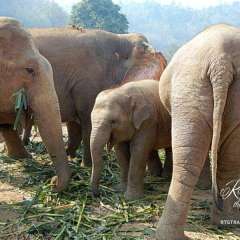 Elephant Nature Park - family visit