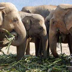 Elephant Nature Park - family visit
