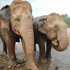 Elephant Nature Park - river time