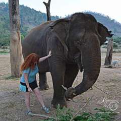 Elephant Nature Park - scratching stick