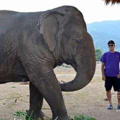 Elephant Nature Park - Tom