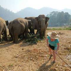 Elephant Nature Park - Sheila work