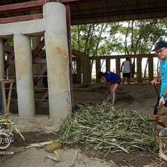 Elephant Nature Park - work