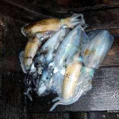 Squid passengers in our longtail boat taxi