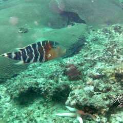 Phi Phi Don diving
