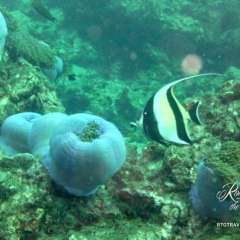 Phi Phi Don diving