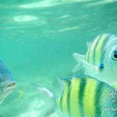 Thailand snorkel