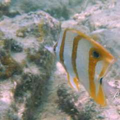 Thailand snorkel