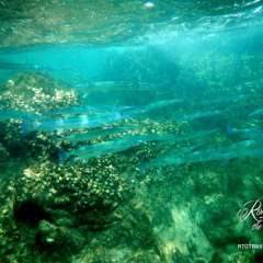 Thailand snorkel