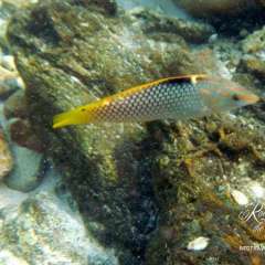 Thailand snorkel