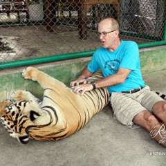 Tiger large
