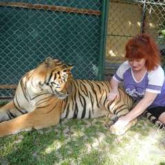 Tiger large