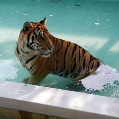 Tiger large