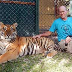 Tiger large