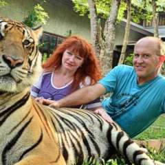 Tiger largest