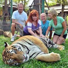 Tiger largest