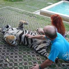 Tiger largest