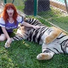 Tiger largest