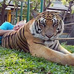 Tiger largest