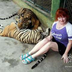 Tiger small