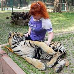 Tiger small