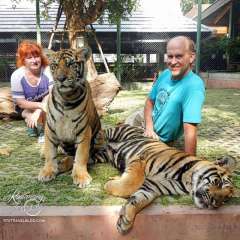 Tiger small