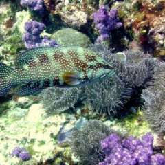 Jewel Grouper