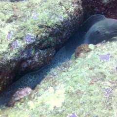 Moray
