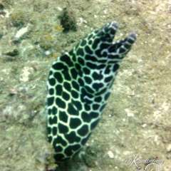 Moray - Leopard eel