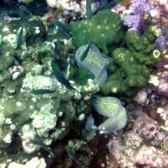 Pair of eels kissing